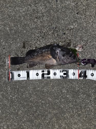 クロソイの釣果