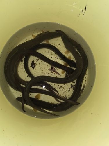 ウナギの釣果