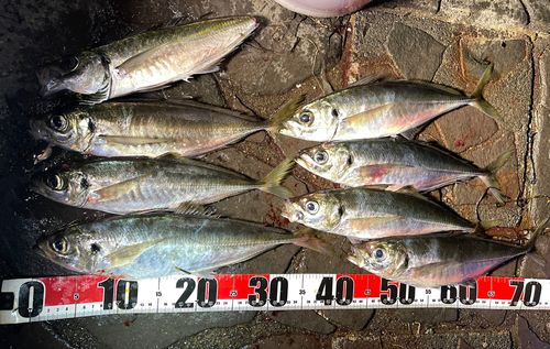 アジの釣果