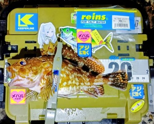 カサゴの釣果
