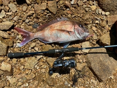 タイの釣果