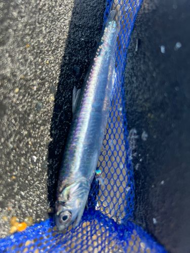 カタクチイワシの釣果