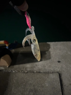 イカの釣果