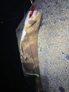 サメの釣果