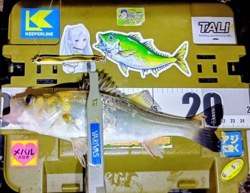 シーバスの釣果