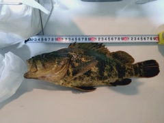 釣果