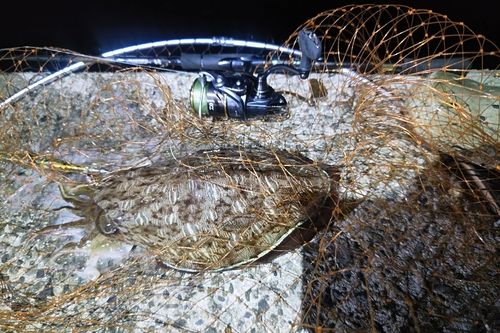 モンゴウイカの釣果