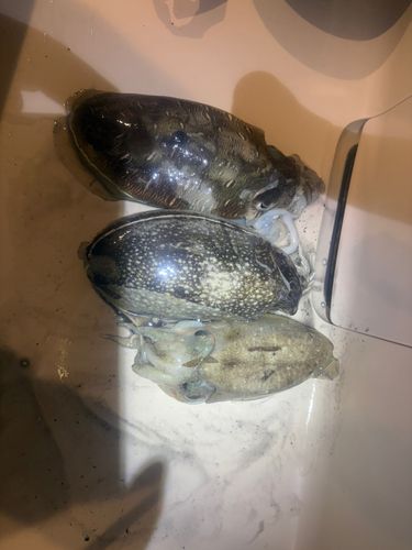 モンゴウイカの釣果