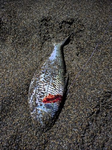 コノシロの釣果
