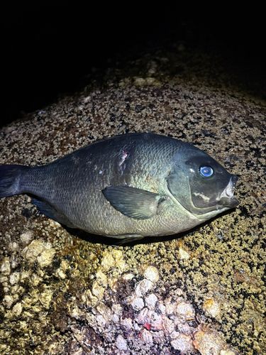 メジナの釣果