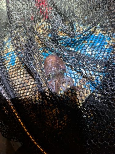 コウイカの釣果
