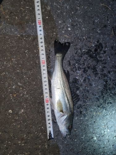 セイゴ（マルスズキ）の釣果