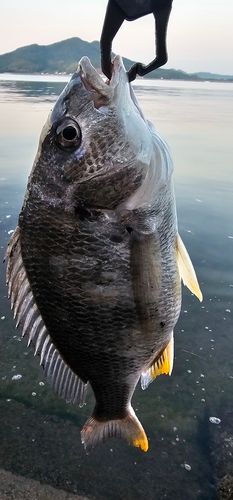チヌの釣果