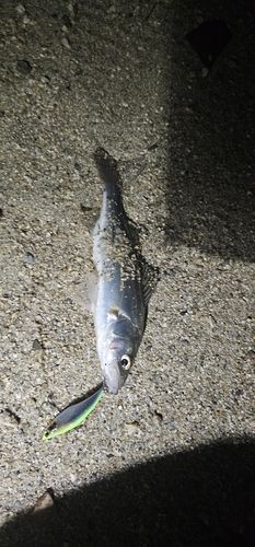 セイゴ（マルスズキ）の釣果
