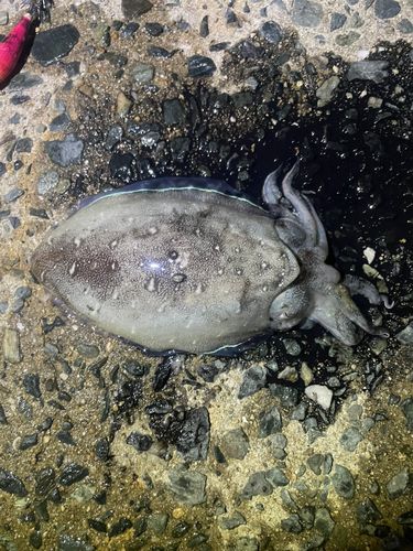 コウイカの釣果