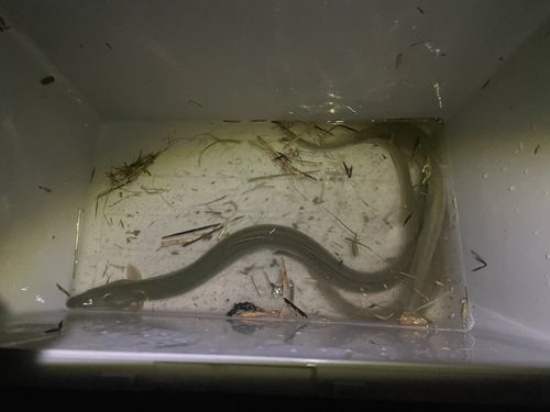 ウナギの釣果