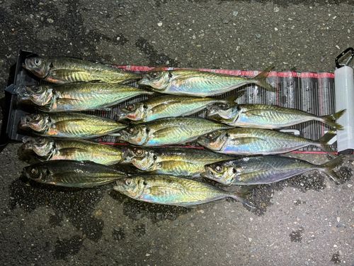アジの釣果