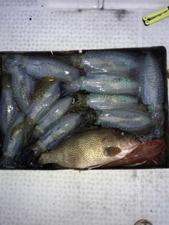 モイカの釣果