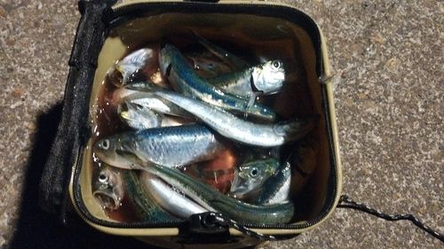 イワシの釣果