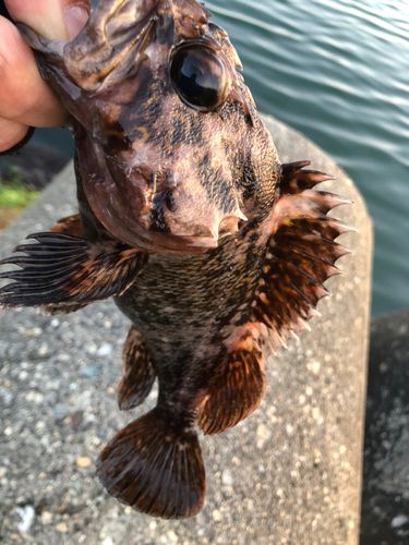 ムラソイの釣果