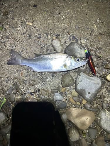 セイゴ（マルスズキ）の釣果