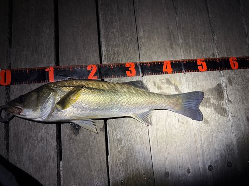 シーバスの釣果