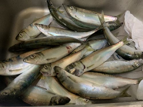 ニシンの釣果