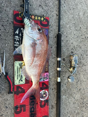 マダイの釣果