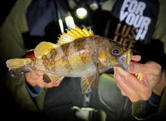 メバルの釣果