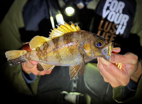 メバルの釣果