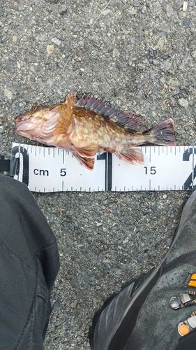 カサゴの釣果