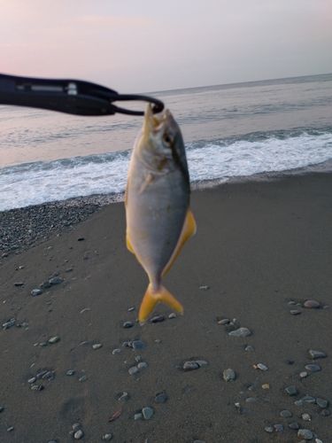 ショゴの釣果