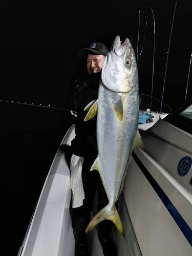 ヒラマサの釣果