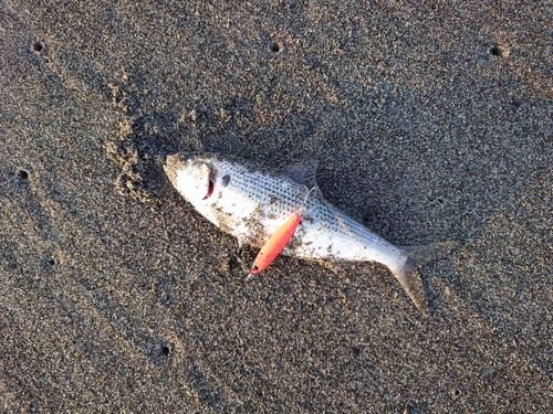 コノシロの釣果