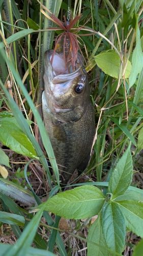 ブラックバスの釣果