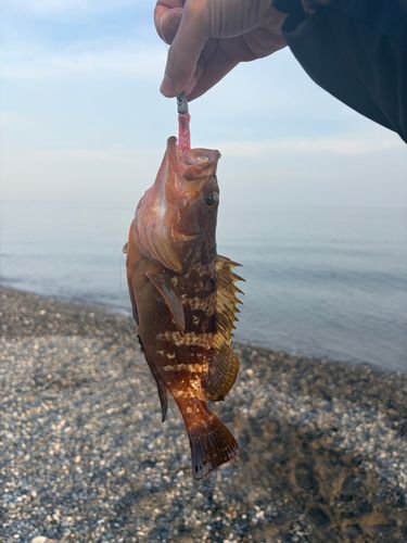 キジハタの釣果