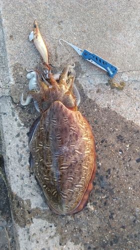 モンゴウイカの釣果