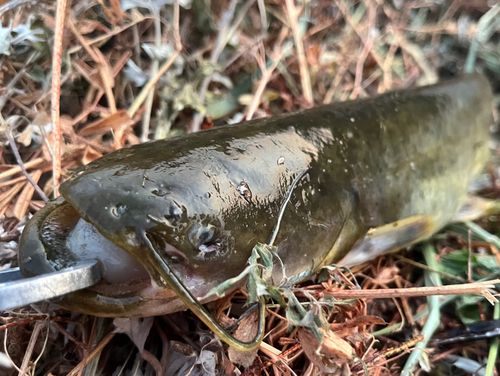 ナマズの釣果