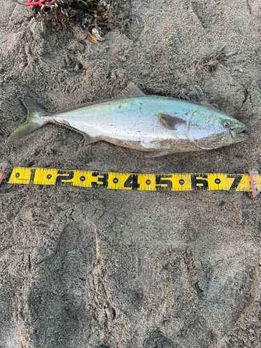 ワラサの釣果