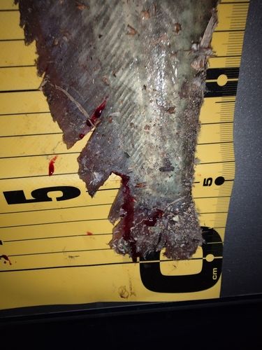 ナマズの釣果