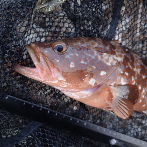 キジハタの釣果
