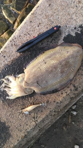 モンゴウイカの釣果