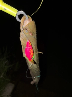 ナマズの釣果