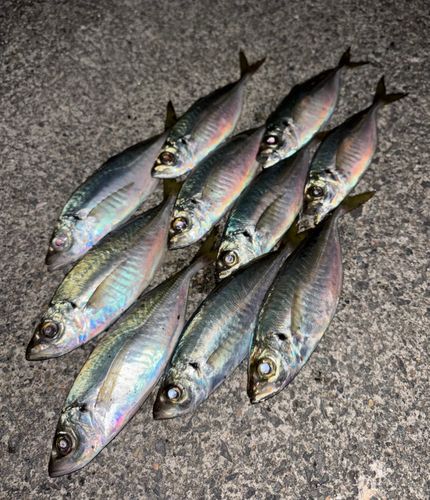 アジの釣果