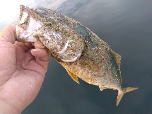 フクラギの釣果