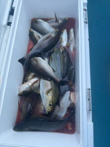 イサキの釣果