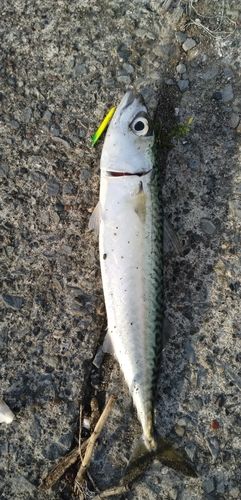 釣果