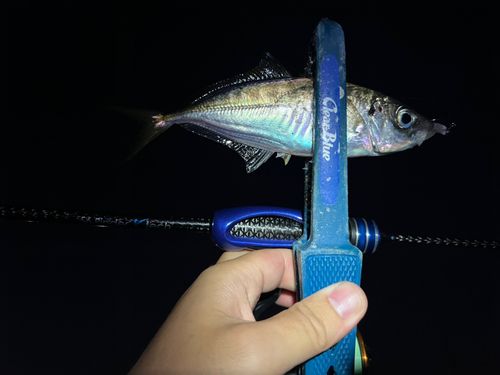 マアジの釣果