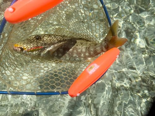 ムネアカクチビの釣果