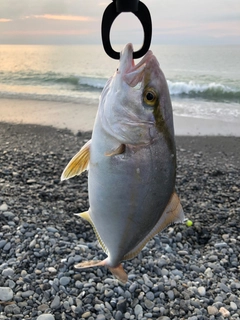 ショゴの釣果